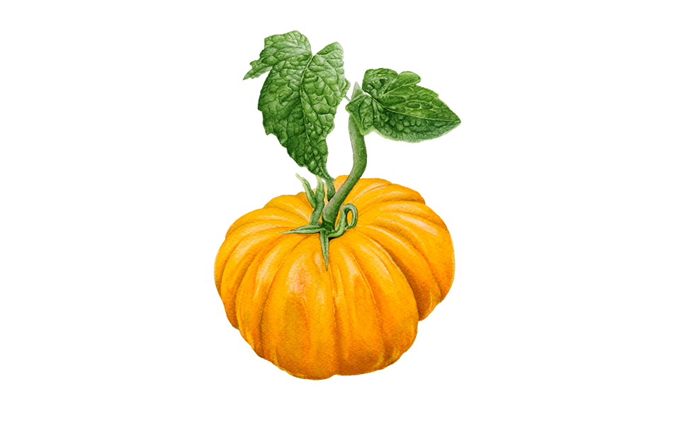 Illustration Ananastomate