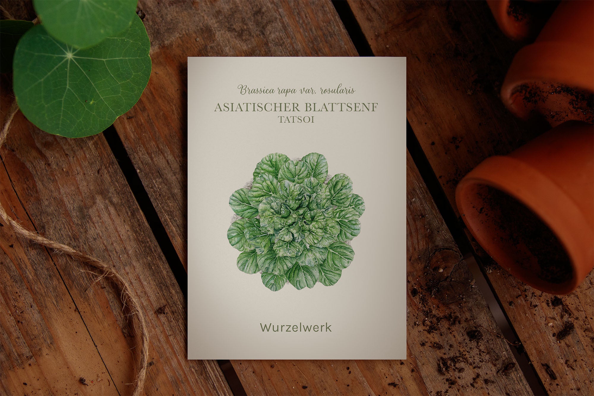 Saatguttütche Asiatischer Blattsenf "Tatsoi"