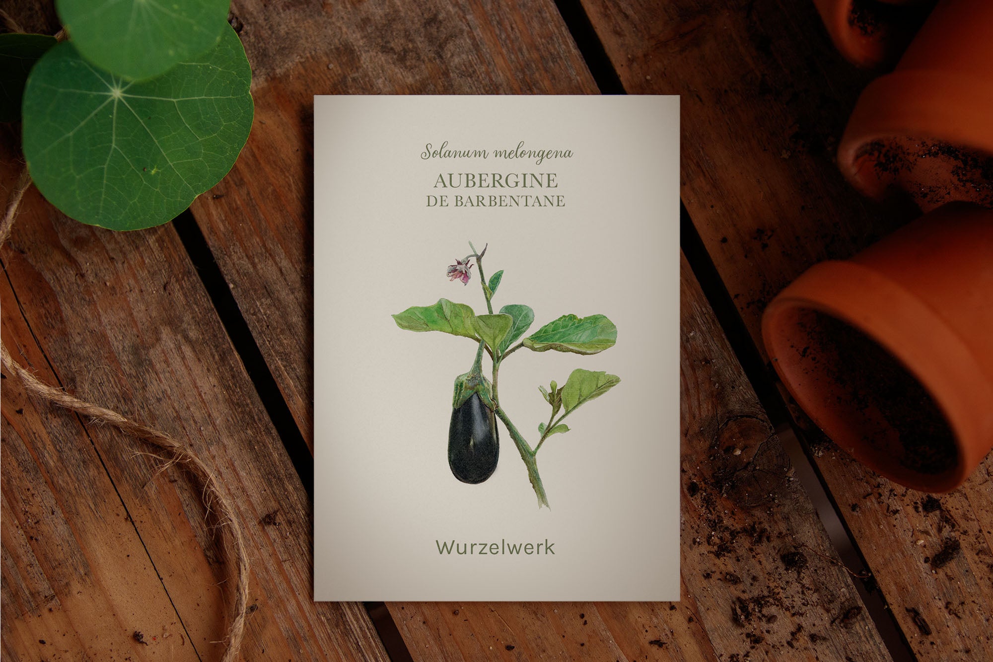 Aubergine ‘De Barbentane’