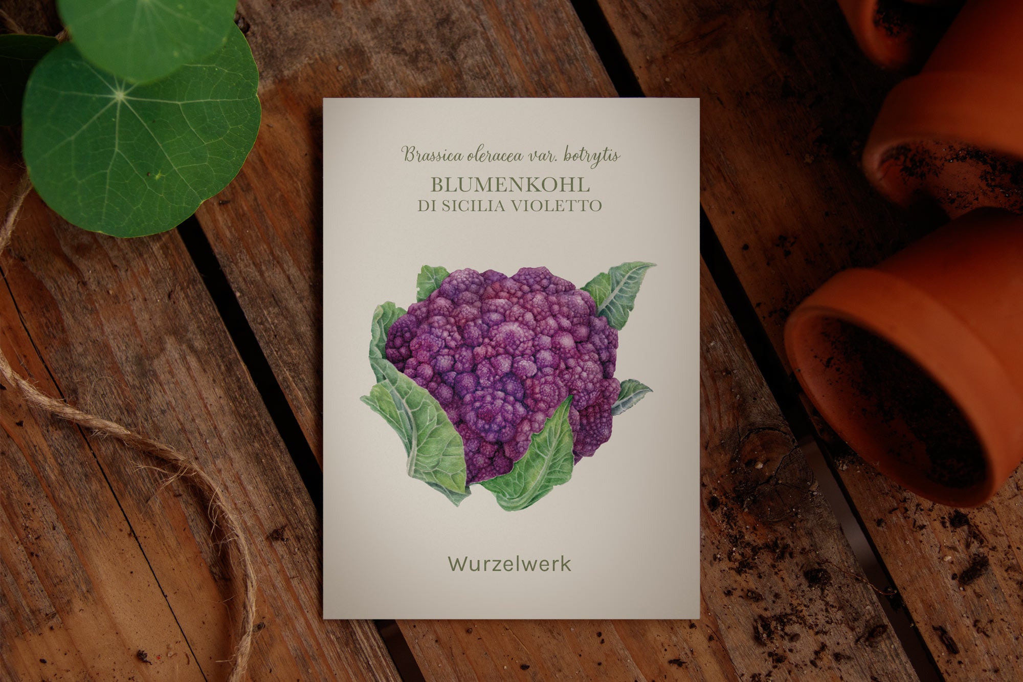 Saatguttütchen vom Blumenkohl