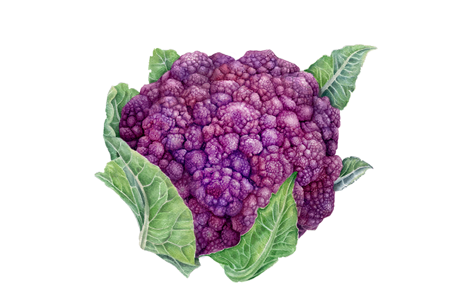Blumenkohl violett