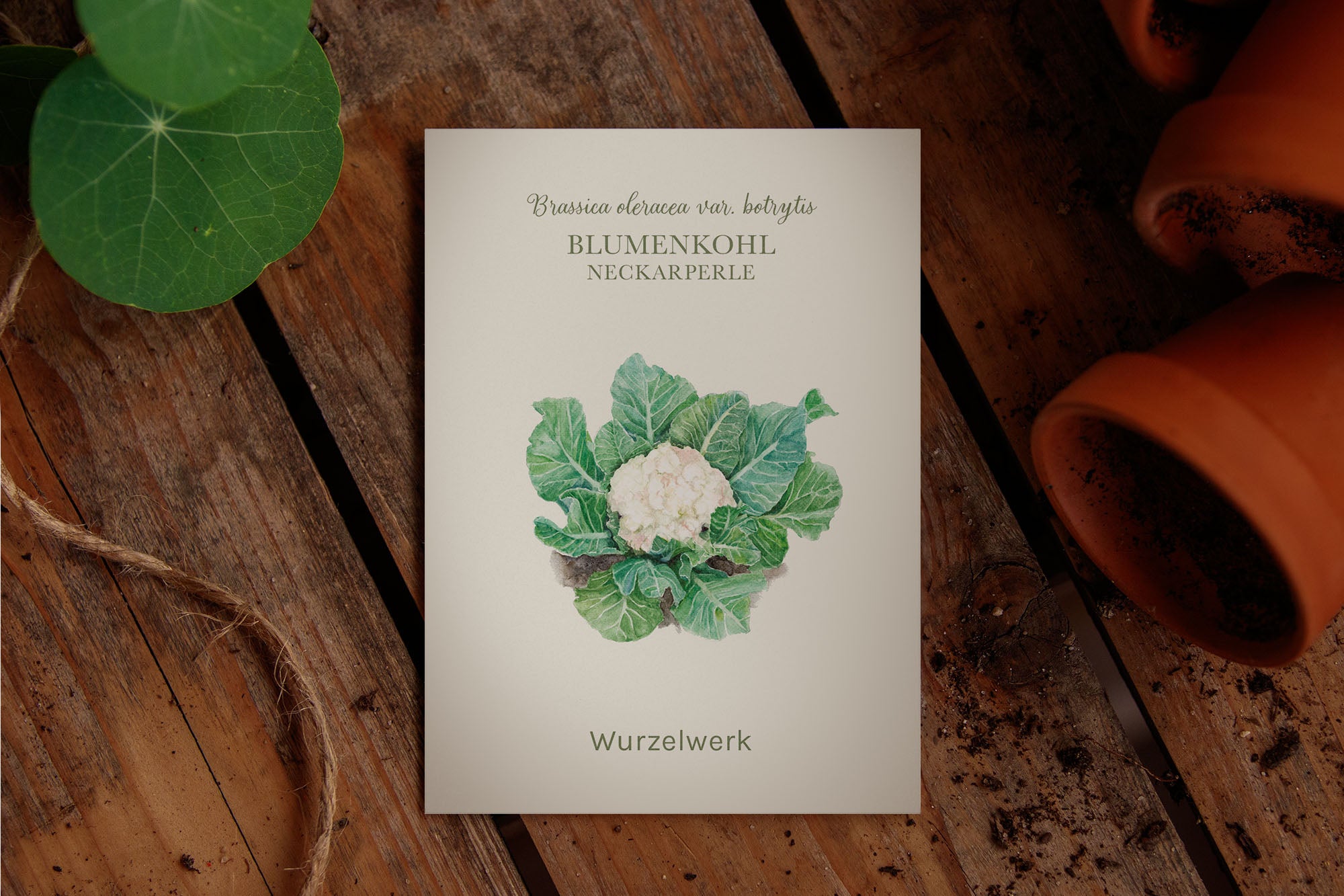 Saatguttütchen Blumenkohl "Neckarperle"