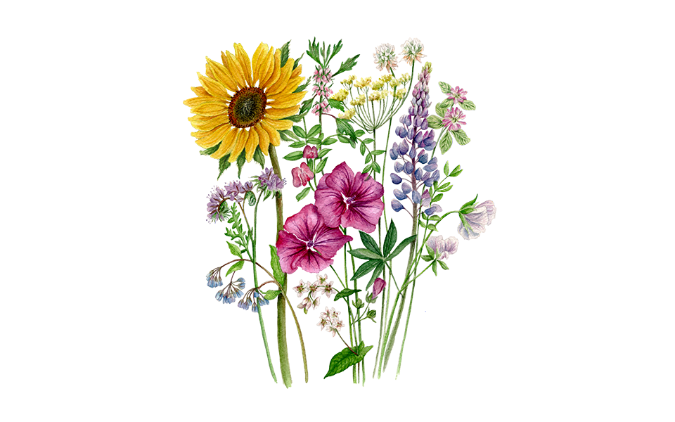 Illustration vom BlumenmischungInsektenbuffet