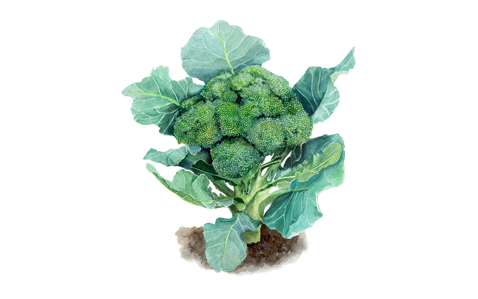 Illustration Brokkoli "Ramosco Calabrese"