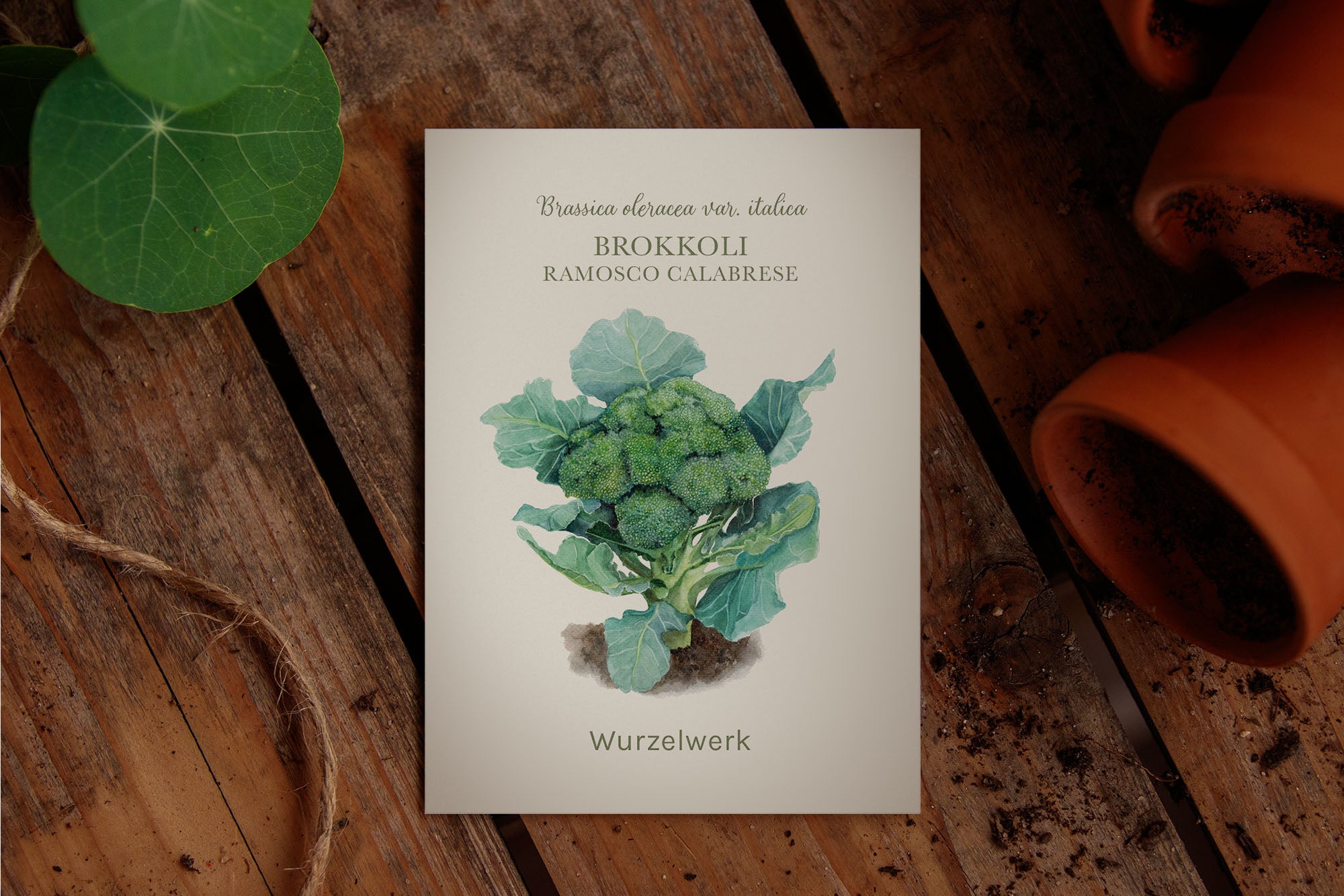 Saatguttütchen Brokkoli "Ramosco Calabrese"