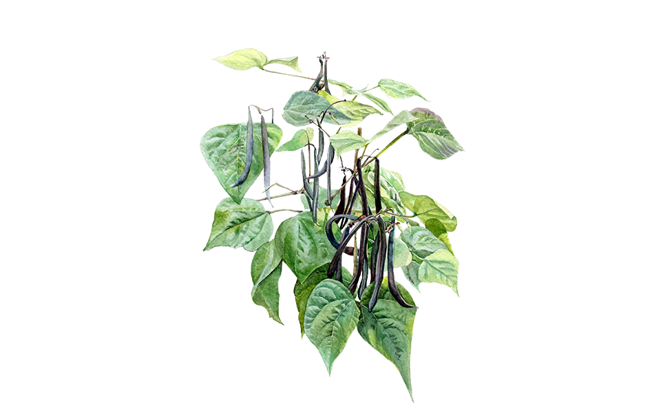 Buschbohne ‘Purple Teepee’