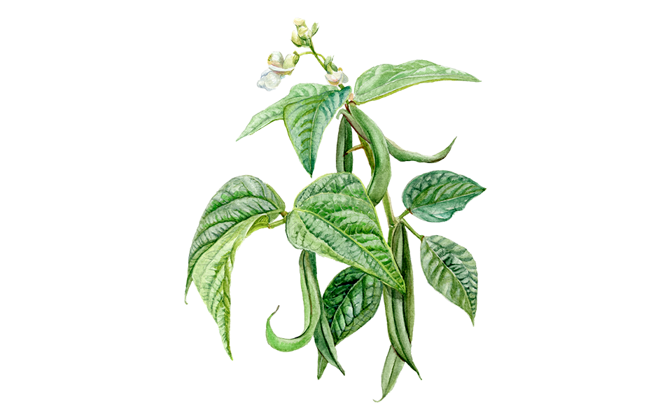 Illustration Buschbohne "Caruso"