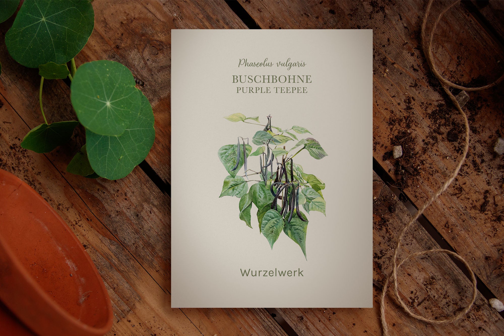 Buschbohne ‘Purple Teepee’