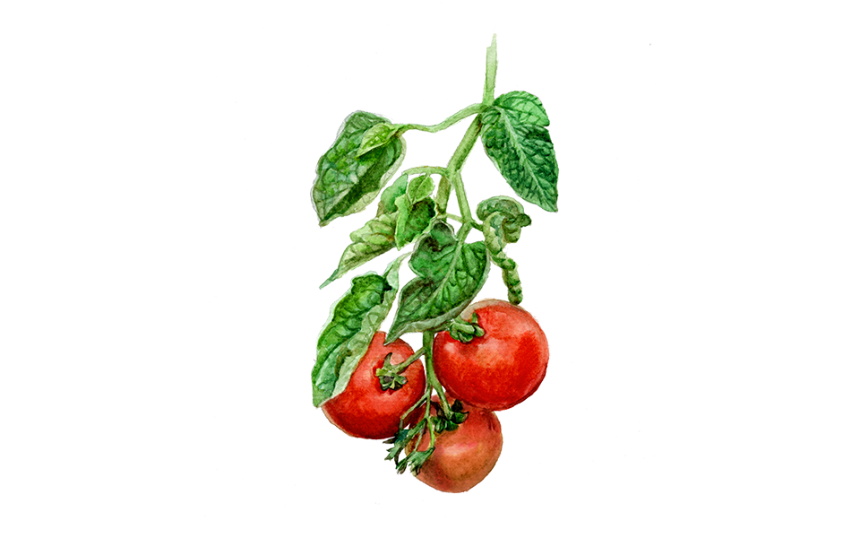 Buschtomate ‘Rotkäppchen’