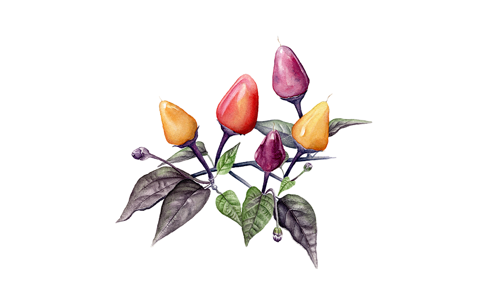 Illustration Chilli "Lila Luzi"