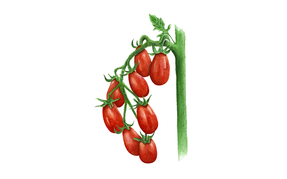 Illustration Cocktailtomate "Celsior"