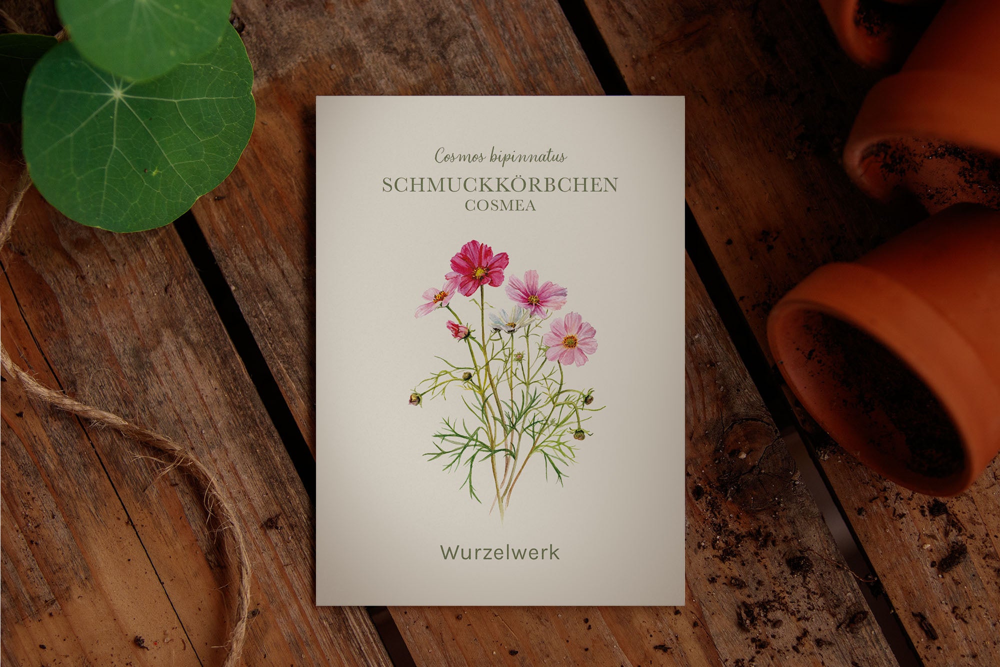 Saatguttütchen Schmuckkörbchen "Cosmea"