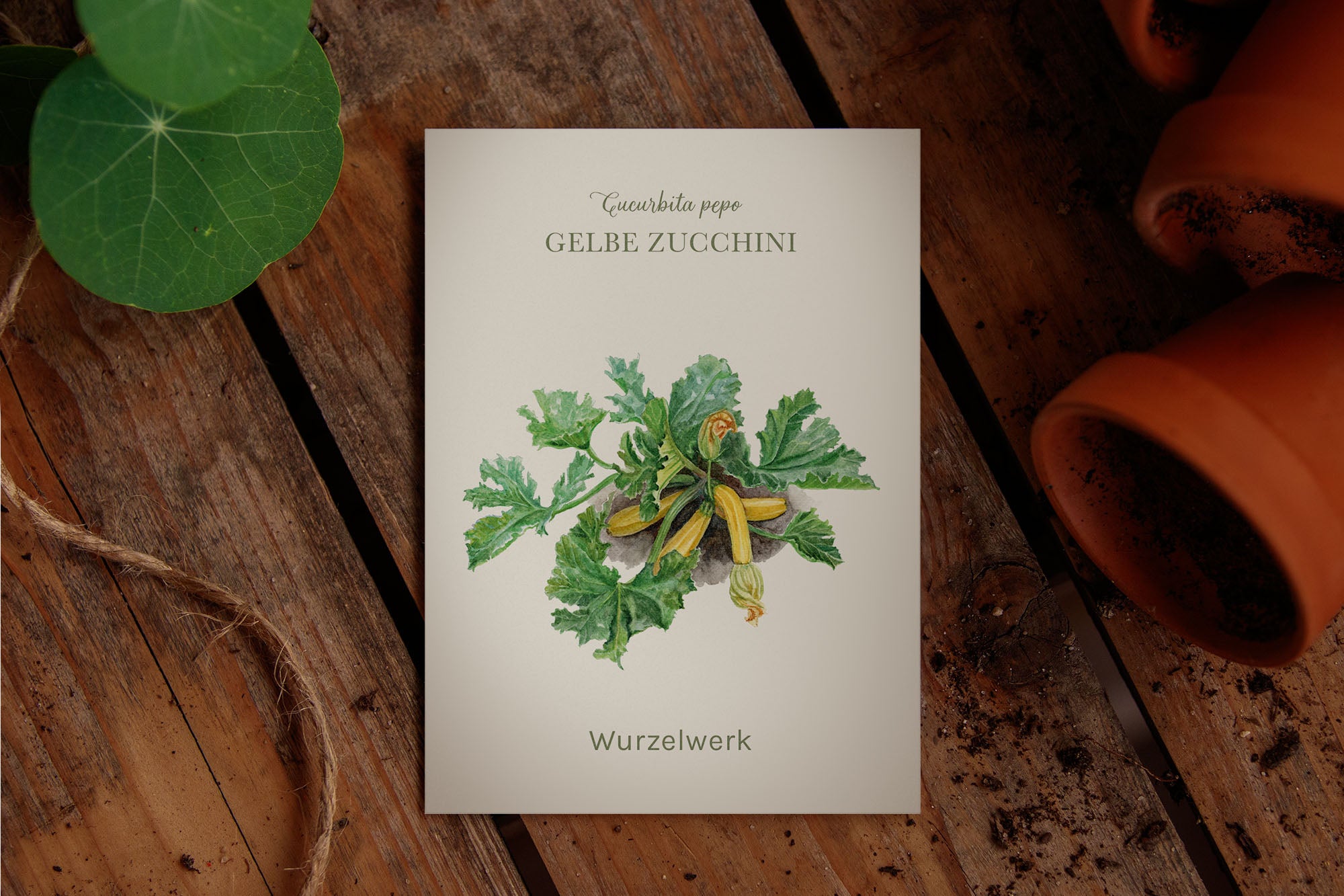 Gelbe Zuccini