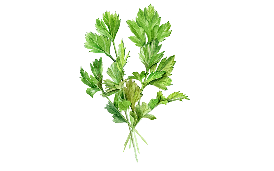 Illustration Glatte Petersilie