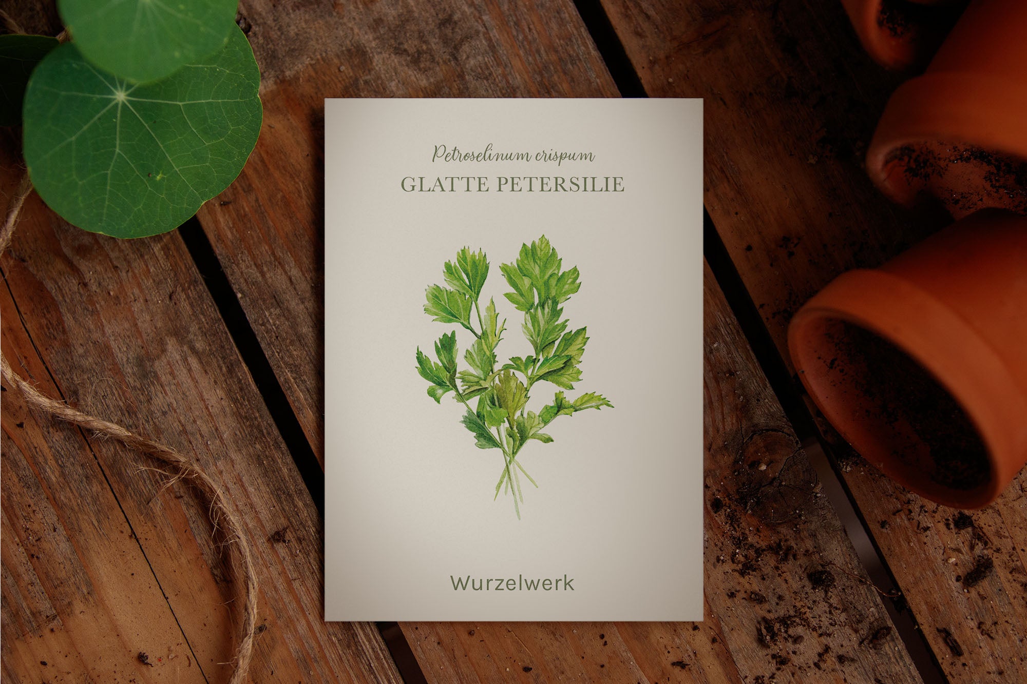 Saatguttütchen Glatte Petersilie