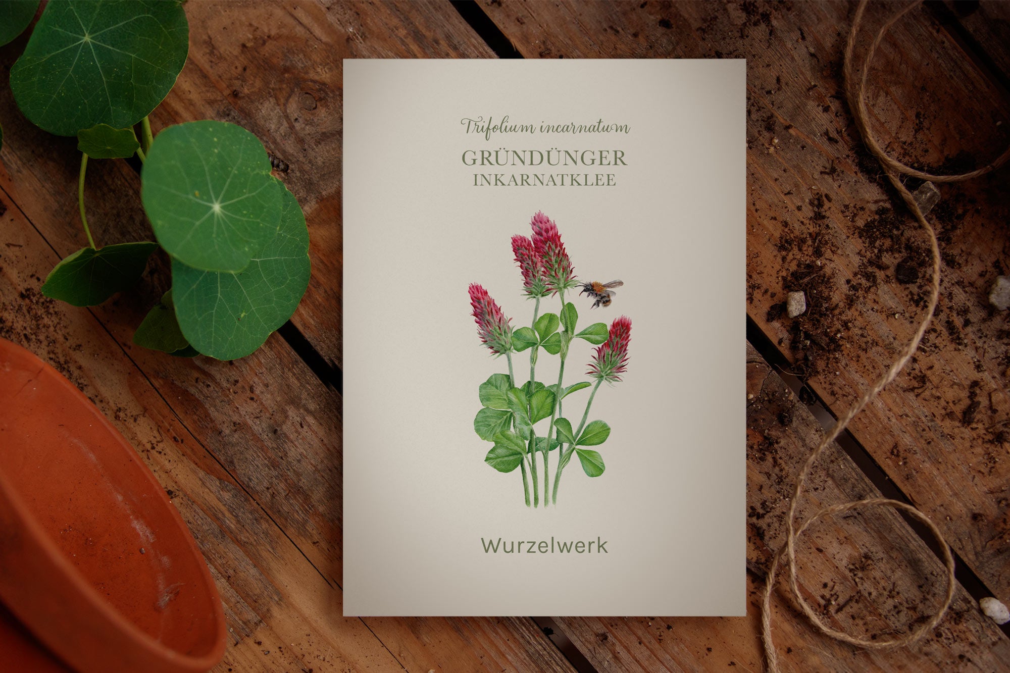 Gründünger ‘Inkarnatklee‘