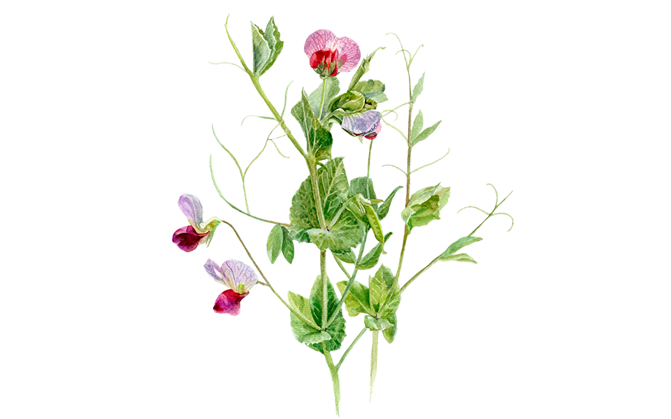 Illustration Gründünger