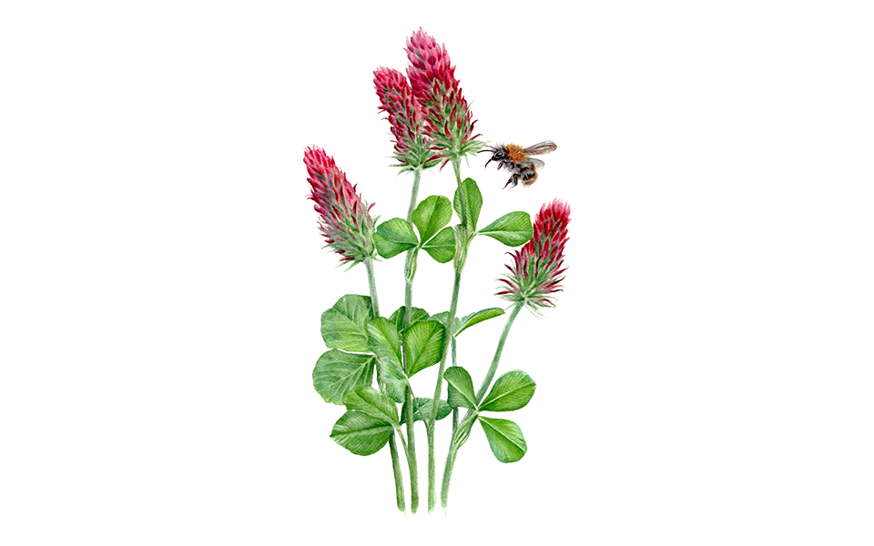 Gründünger ‘Inkarnatklee‘