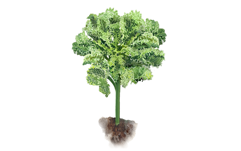 Grünkohl ‘Ostfriesische Palme‘