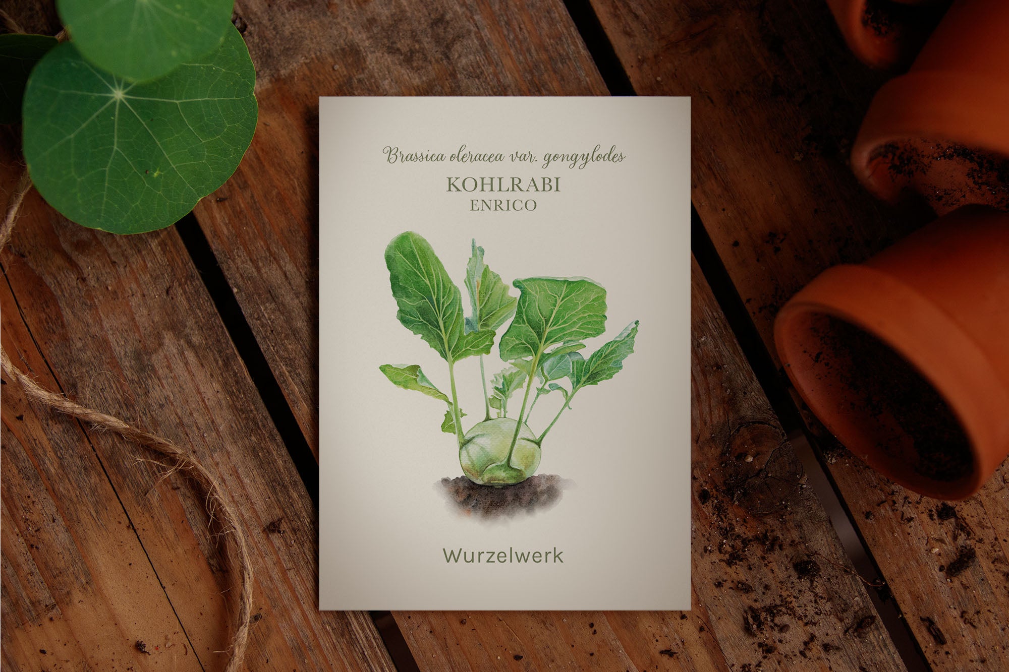 Saatguttütchen Kohlrabi "Enrico"