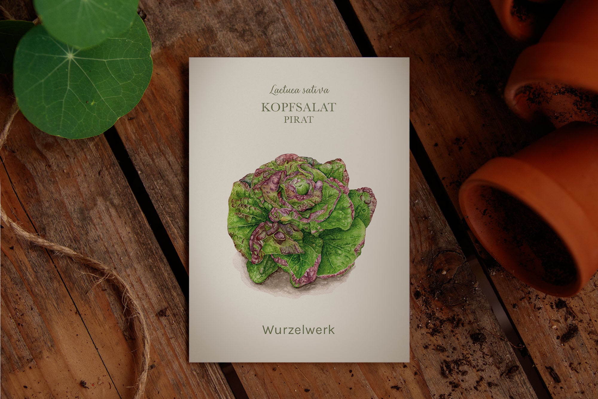 Saatguttütchen Salat "Pirat"