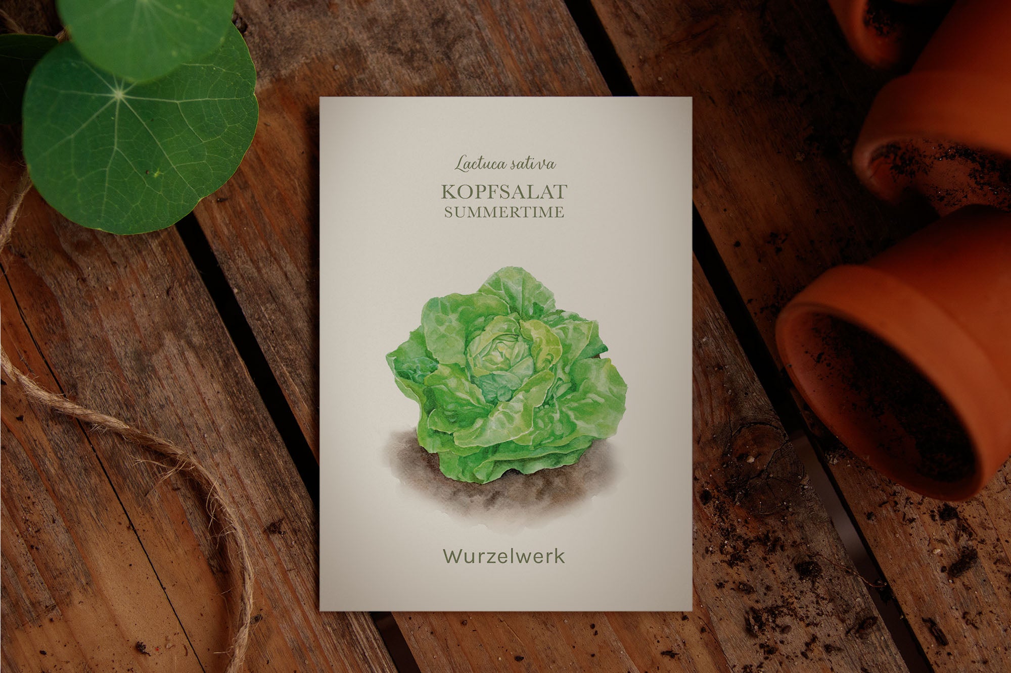 Kopfsalat ‘Summertime‘