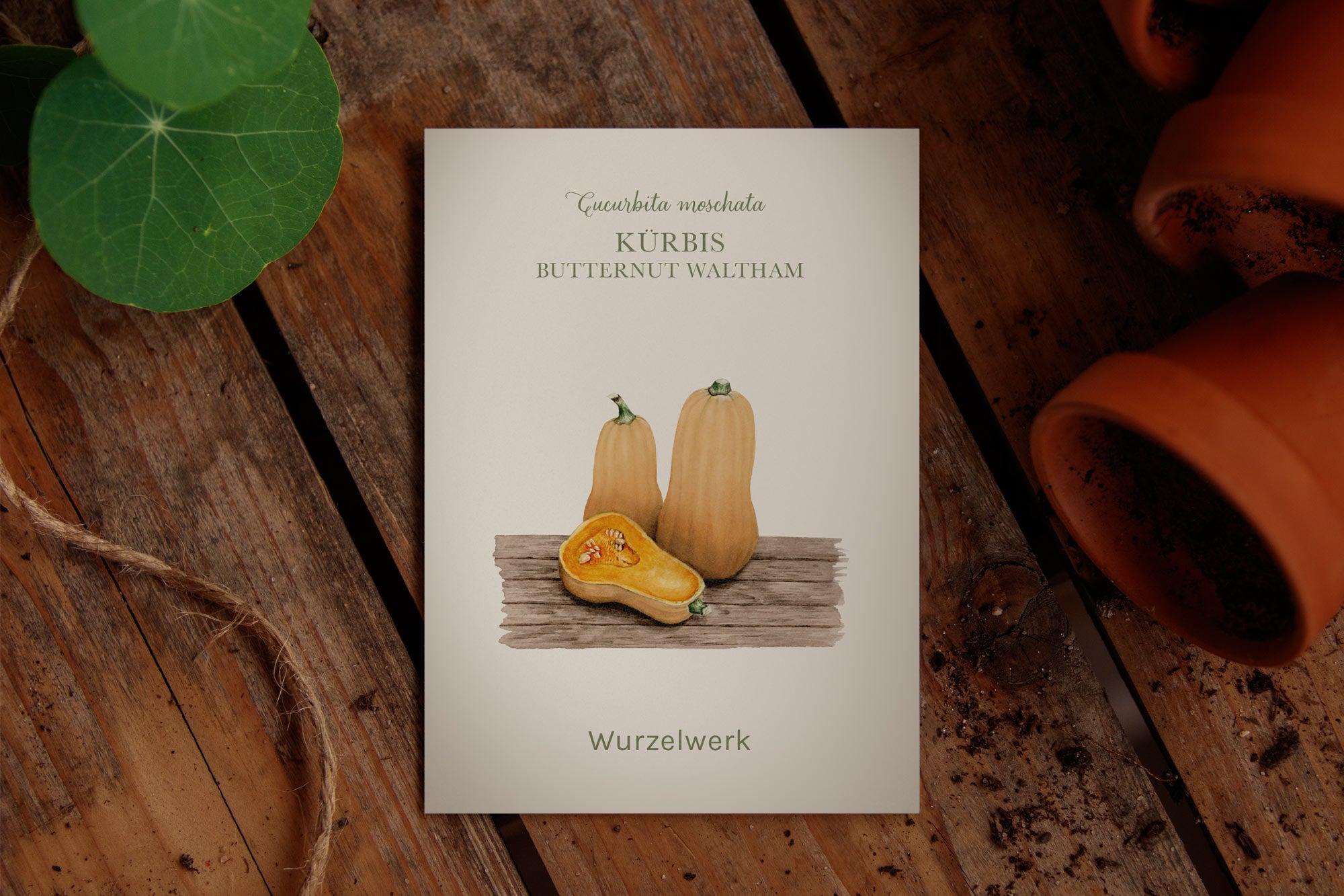Saatguttütchen Kürbis "Butternut"
