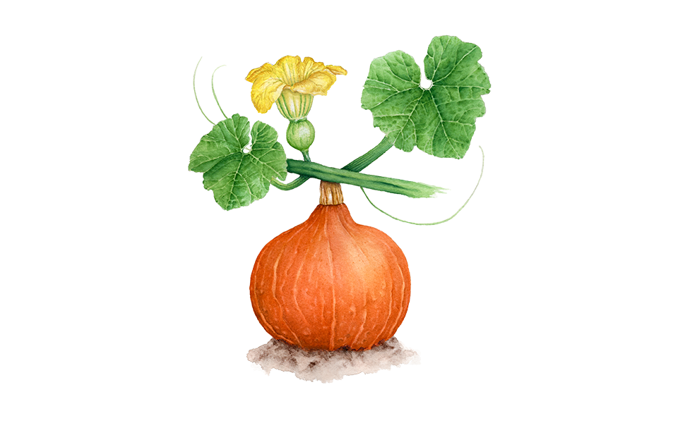 Illustration Hokkaido Kürbis