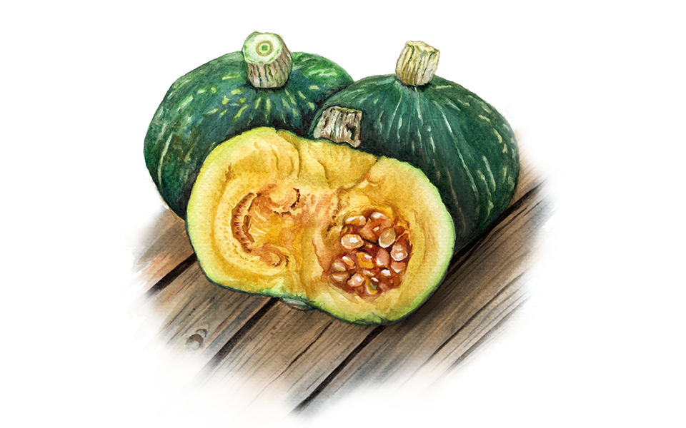 Illustration Kürbis "Hokkaido Green"