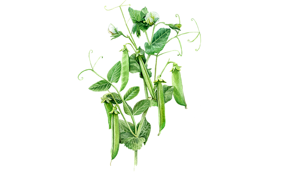 Illustration Markerbse "Ambassador"