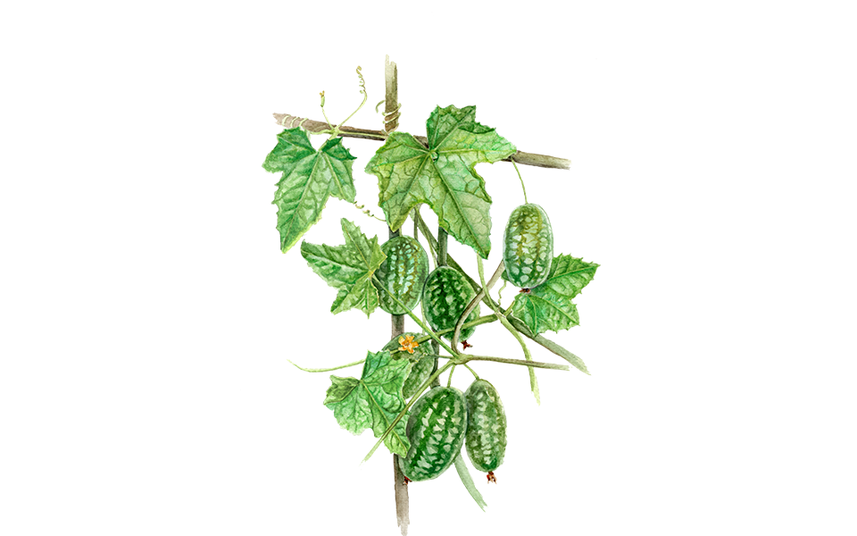 Illustration Mexikanische Minigurke