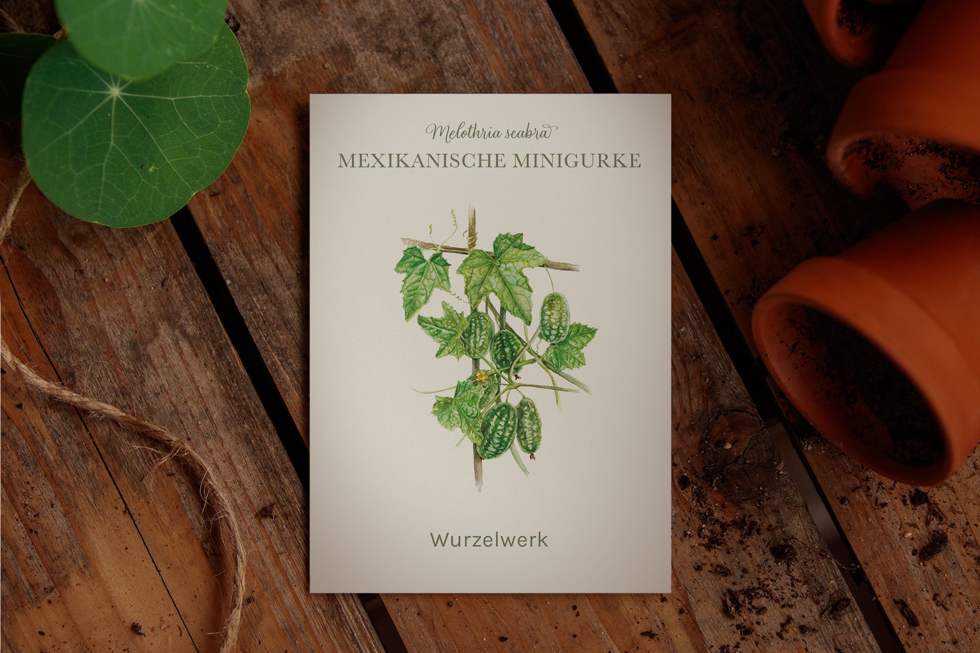 Saatguttütchen Mexikanische Minigurke