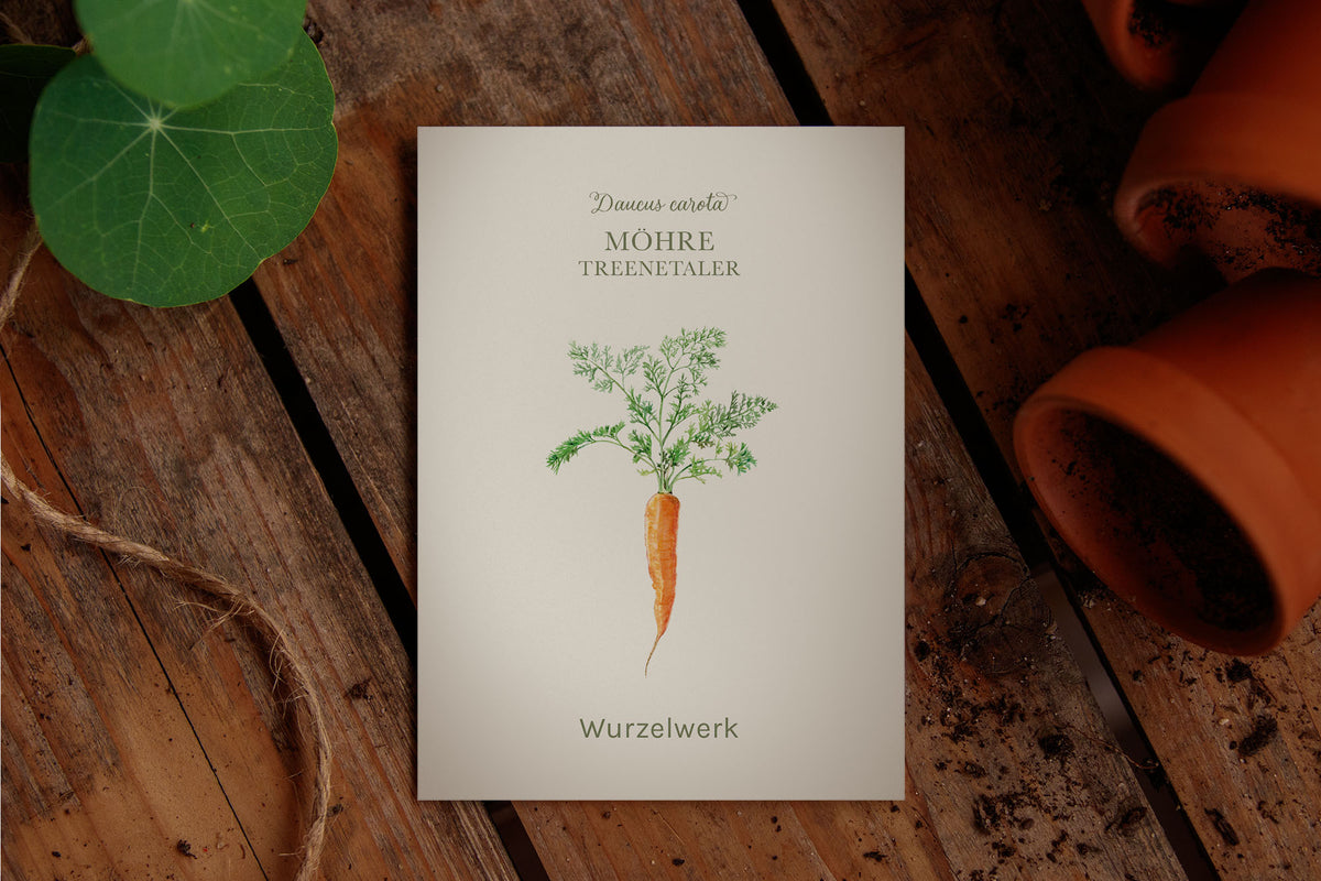 Alte Sorte - BIO-Karotte Treenetaler - Saat & Gut