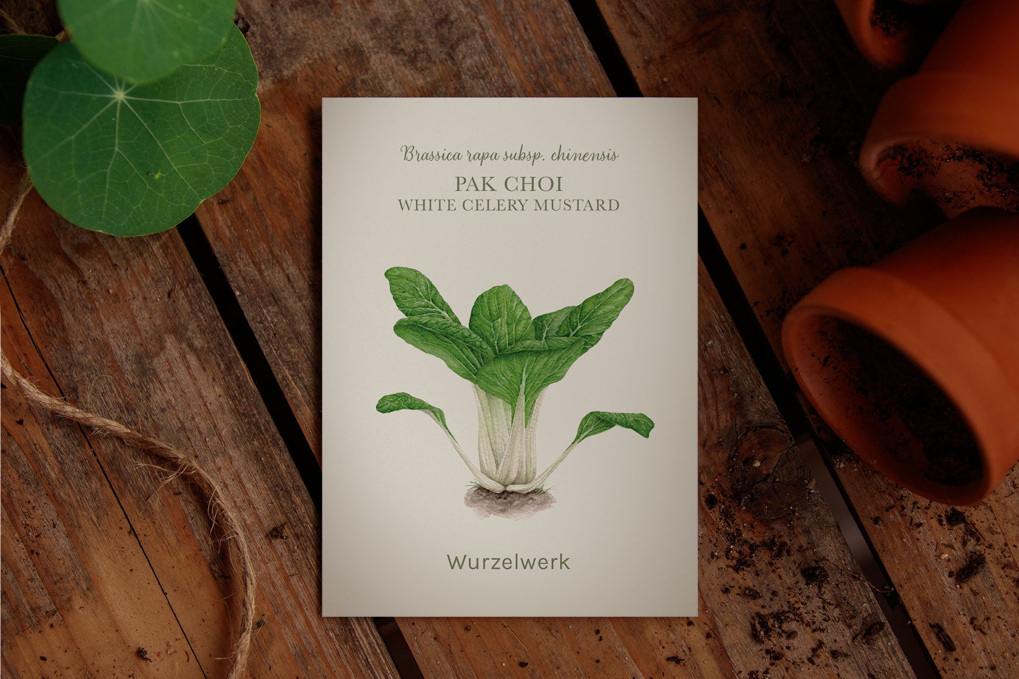 Saatguttütchen Pak Choi "White Celery Mustard"