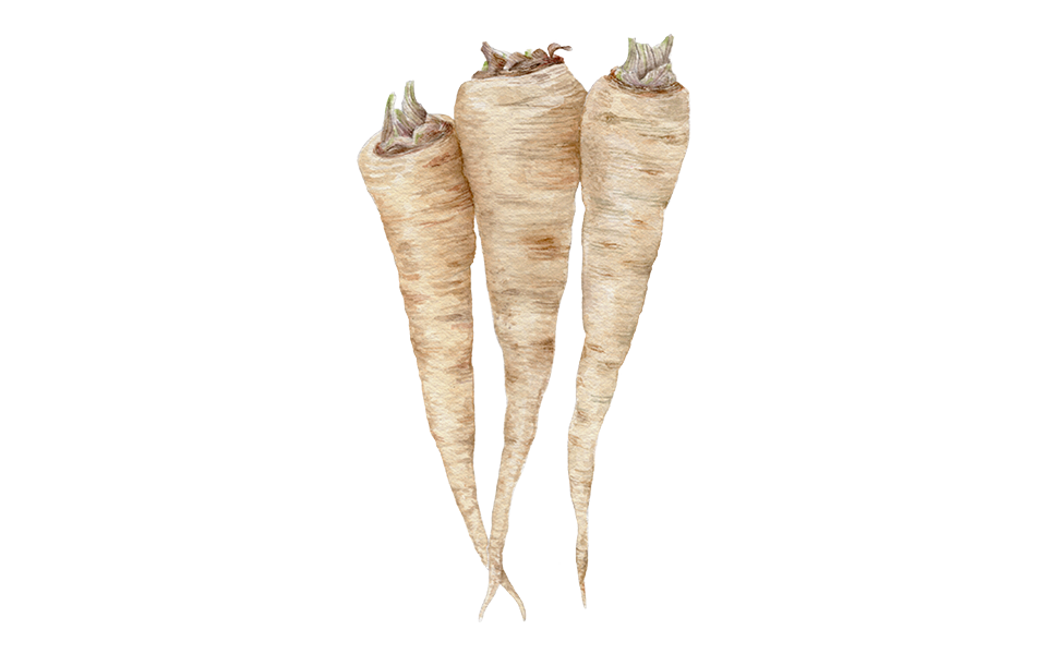 Illustration Pastinake "Aromata"