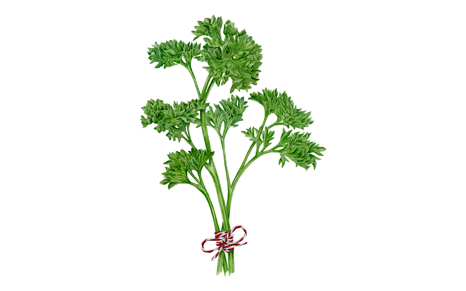 Petersilie ‘Mooskrause‘