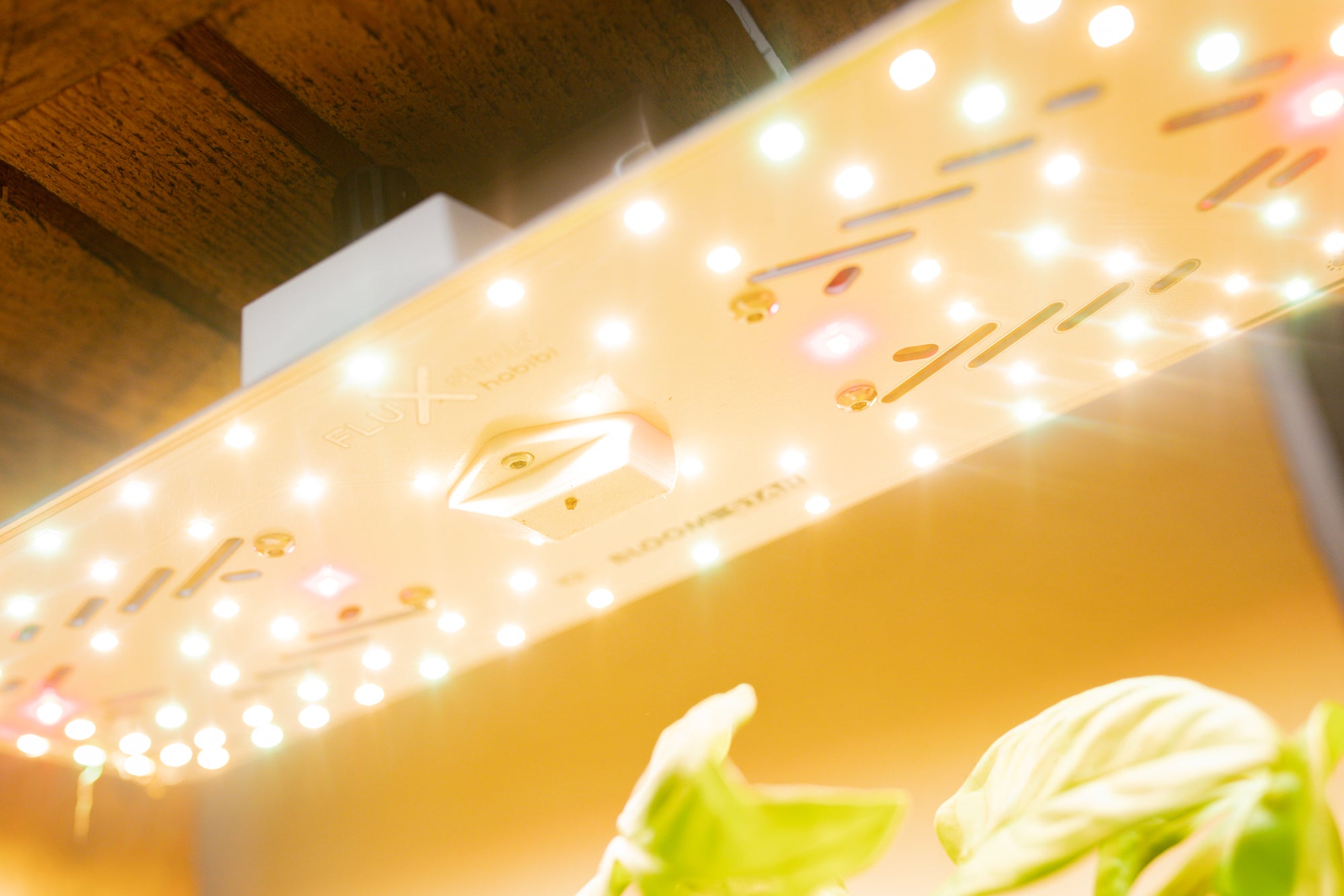 Pflanzenlampe in Betrieb