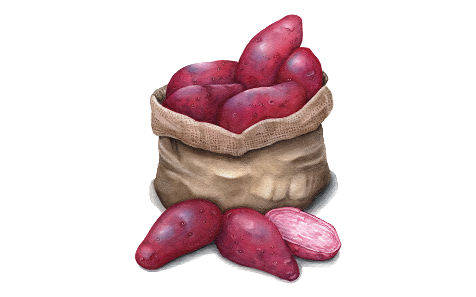 Illustration Pflanzkartoffel "Rote Emmalie"
