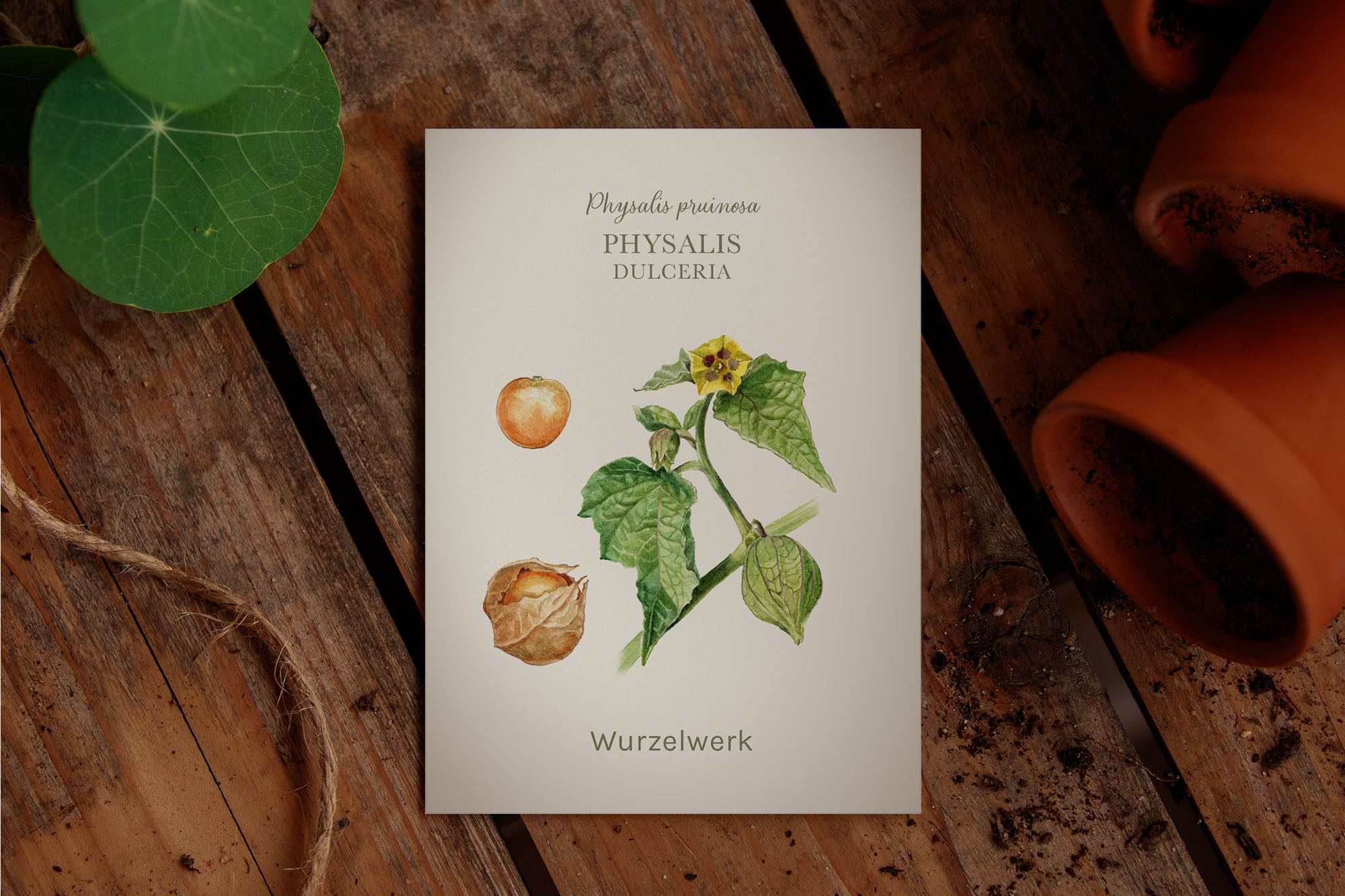 Saatguttütchen Physalis "Dulceria"