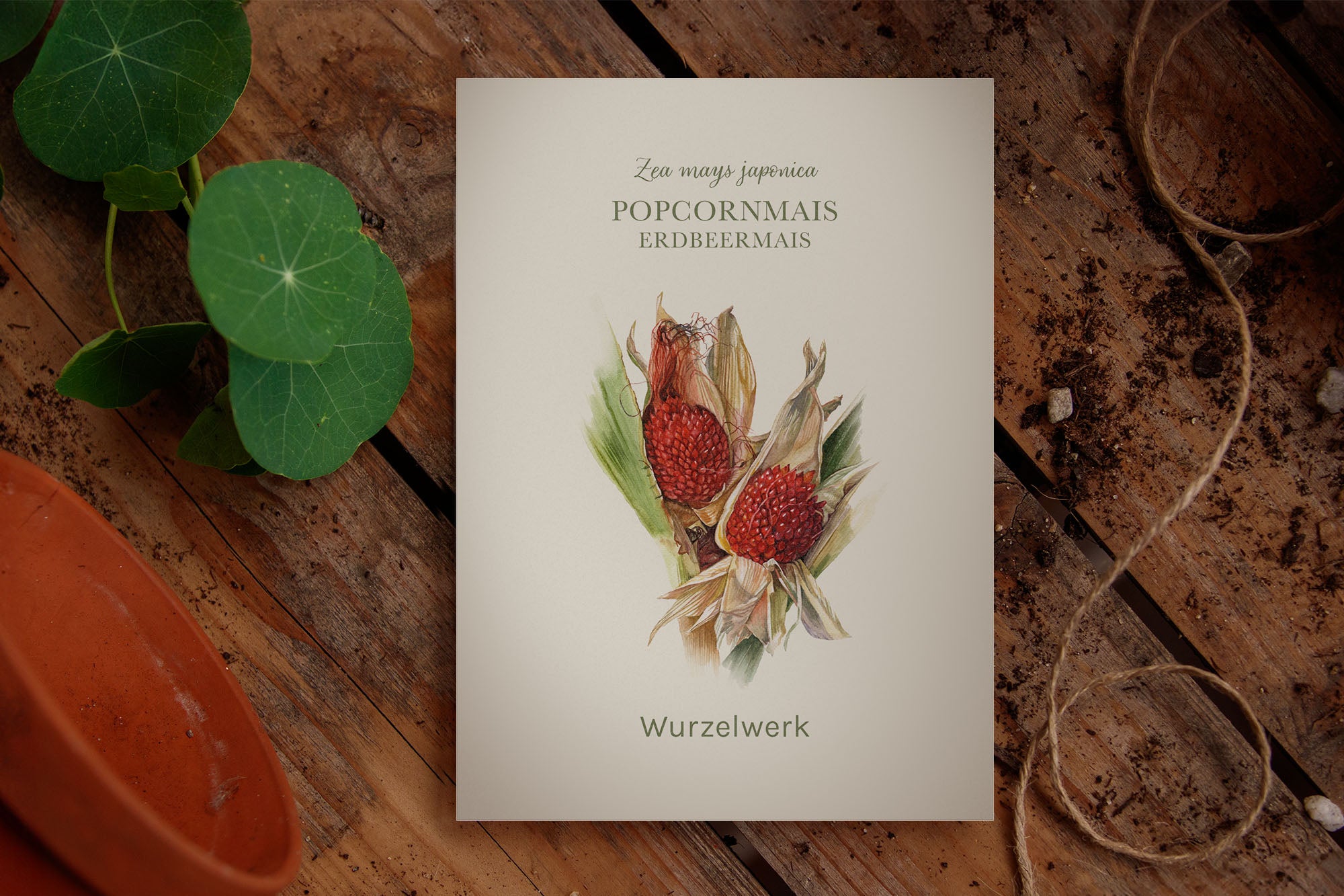 Saatguttütchen Popcornmais "Erdbeermais"