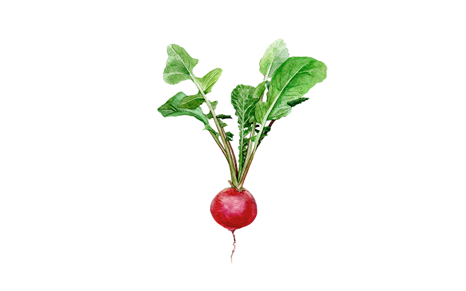 Radieschen ‘Sora’