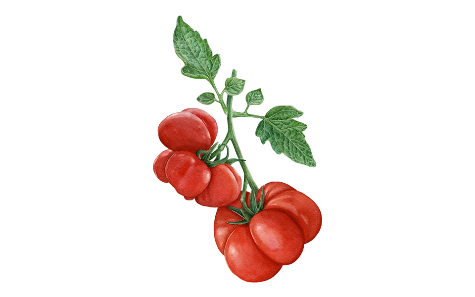 Illustration Reisetomate "Voyage"