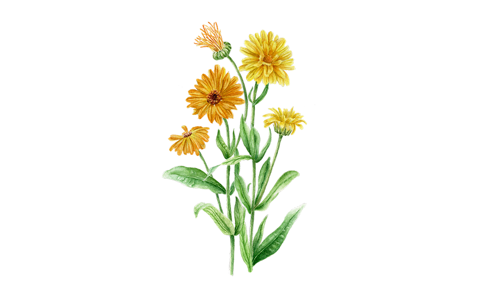 Illustration Ringelblume