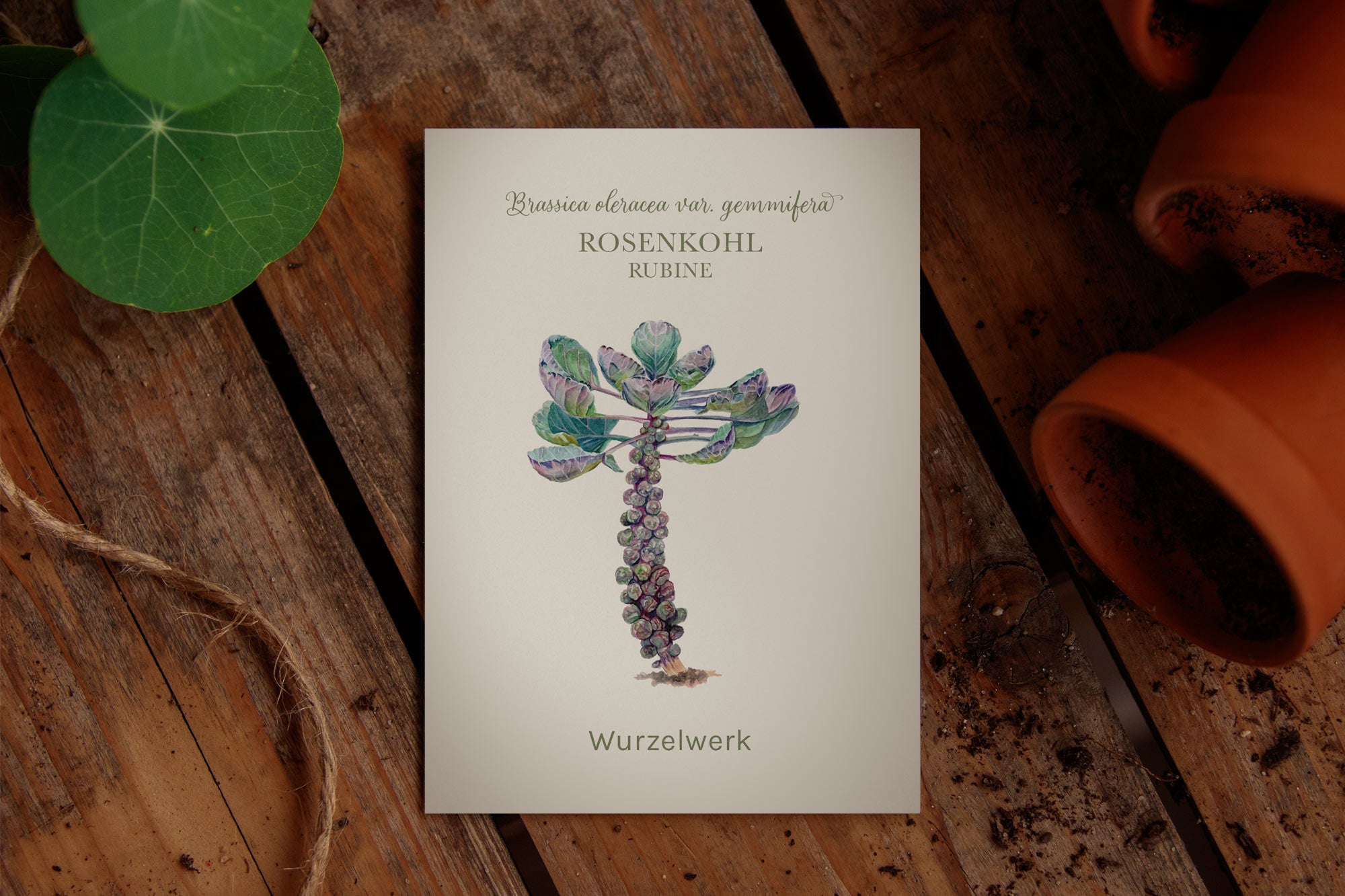 Saatguttütchen vom Rosenkohl "Rubine"