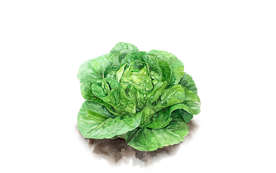 Illustration Salat