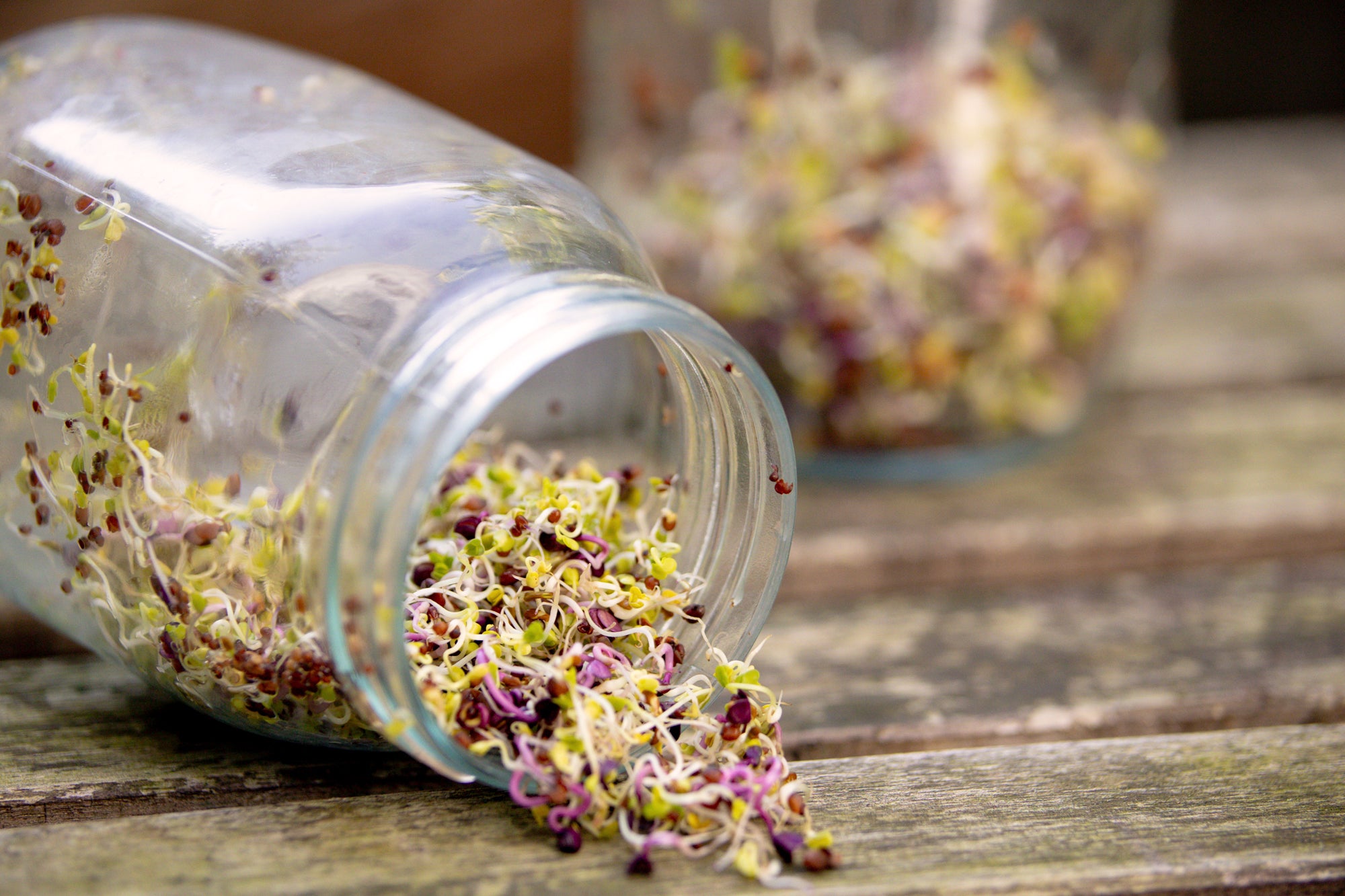 Sprossen Sprossenmix "Salat" aus Glas