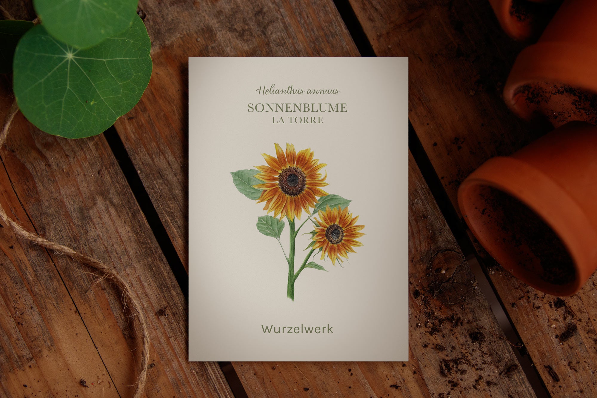 Saatguttütchen Sonnenblume "La Torre"
