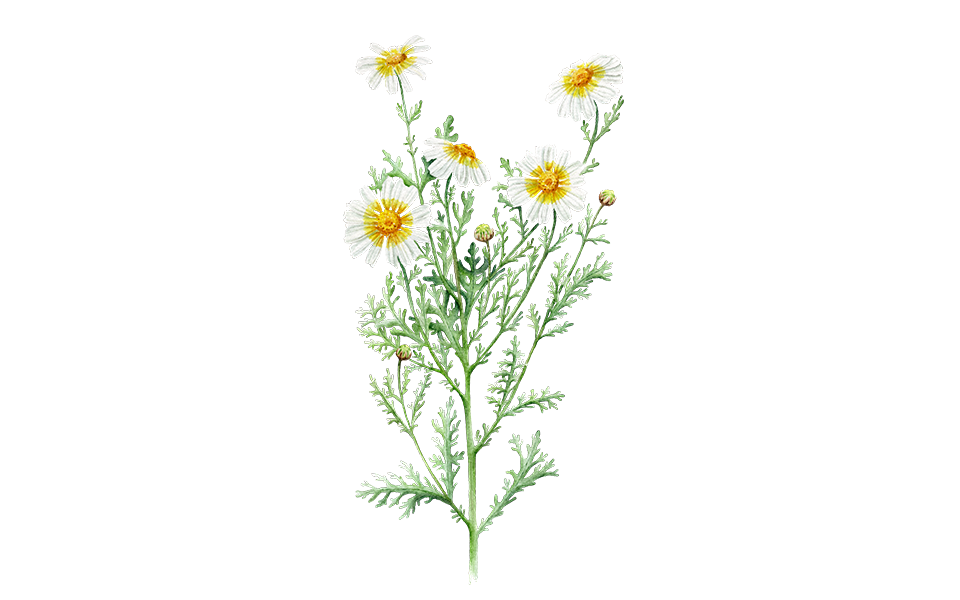 Illustration Speisechrysantheme