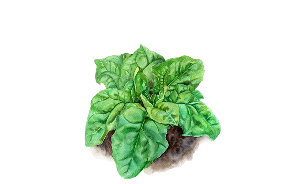 Illustration Spinat "Winterriese"