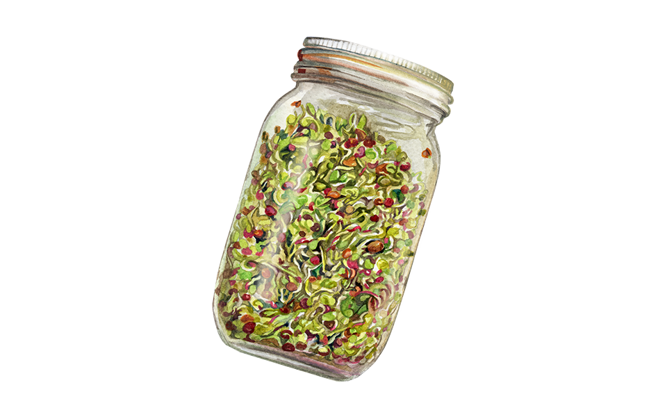 Illustration Sprossenmix "Salat"